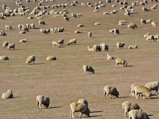 1979年出生属羊人运势如何?进来了解一下吧