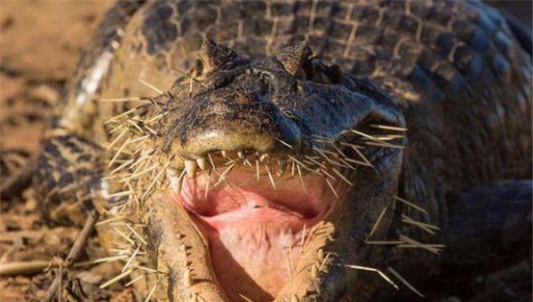 豪猪扎伤花豹、狮王和鳄鱼, 隔着屏幕都感觉疼, 唯有平头哥能治它