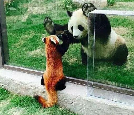 小熊猫真的不是干脆面!黑白瘦脸才是小浣熊!不