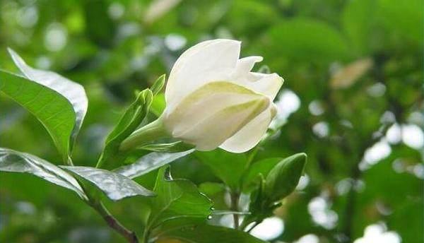 都说淘米水浇花好? 为啥我的盆栽植物却浇死了