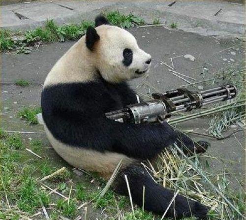 蠢萌的国宝熊猫有多可爱 看看这些你就知道了