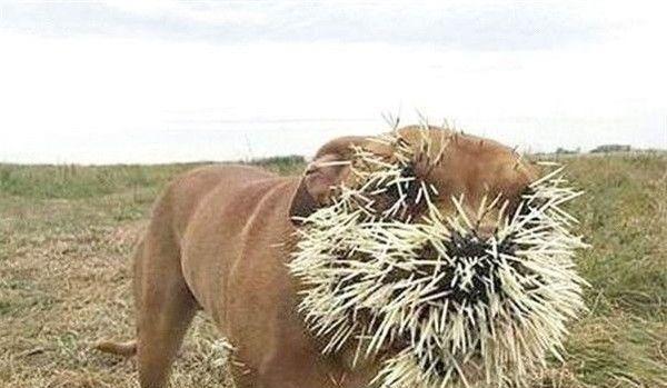 豪猪扎伤花豹、狮王和鳄鱼, 隔着屏幕都感觉疼, 唯有平头哥能治它