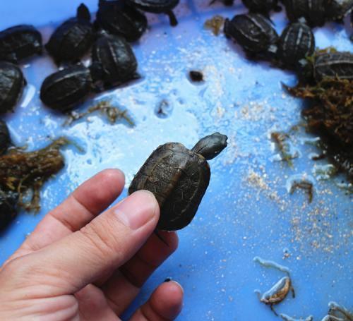 中华草龟如何饲养才长得快?