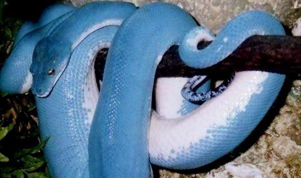 地球上5大最漂亮的蟒蛇, 第三被奉为神灵, 第一售价270万