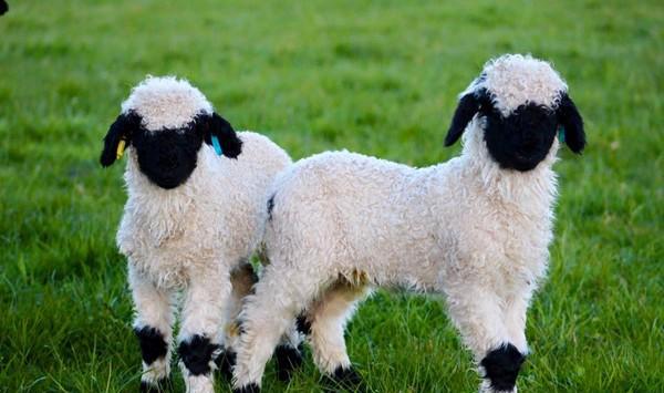 世界最可爱黑鼻羊，长得像动画片黑白分明，脸在哪里?