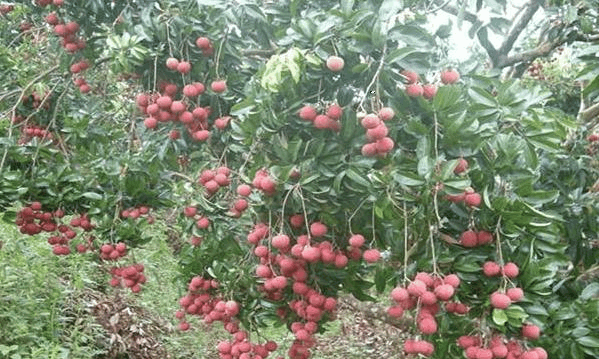 女人吃荔枝的功效和作用, 但是吃多了会低血糖