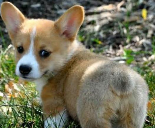 英国女王养了柯基犬八十年,终于养不下去了