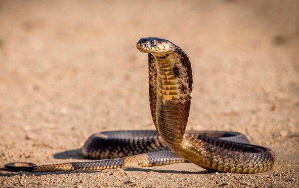 揭秘最不怕毒蛇的蛇獴:想吃眼镜蛇就去抓