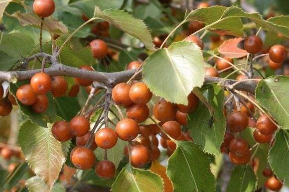 这种水果个头很小,花朵寓意凄美,果实酿酒堪称