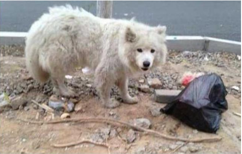 萨摩耶丢了,主人找了10个月竟在这找到了,主人