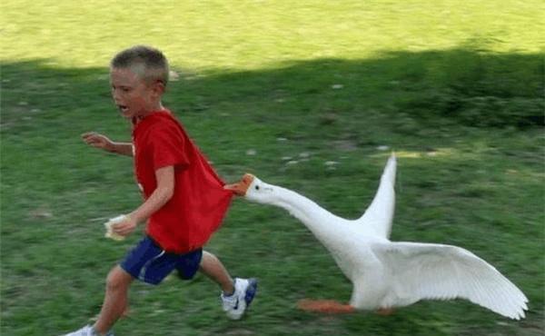 农村三大狠 拧人的鹅 啄人的鸡 咬人的狗