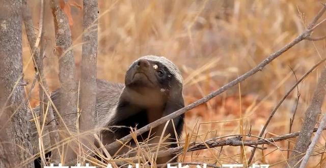 1.8T最低配迈腾不如买凯美瑞和雅阁？试车后发现……