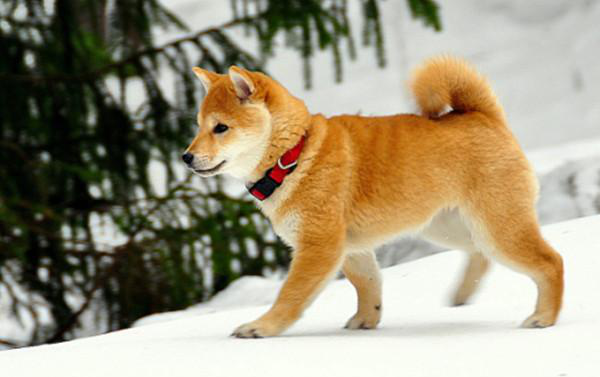 什么中型犬合适家养?十大合适家养的中型狗!有