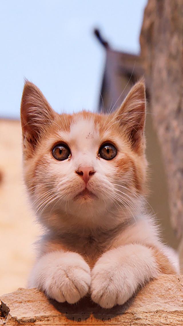 萌宠来袭,萌化少女心,猫咪手机壁纸