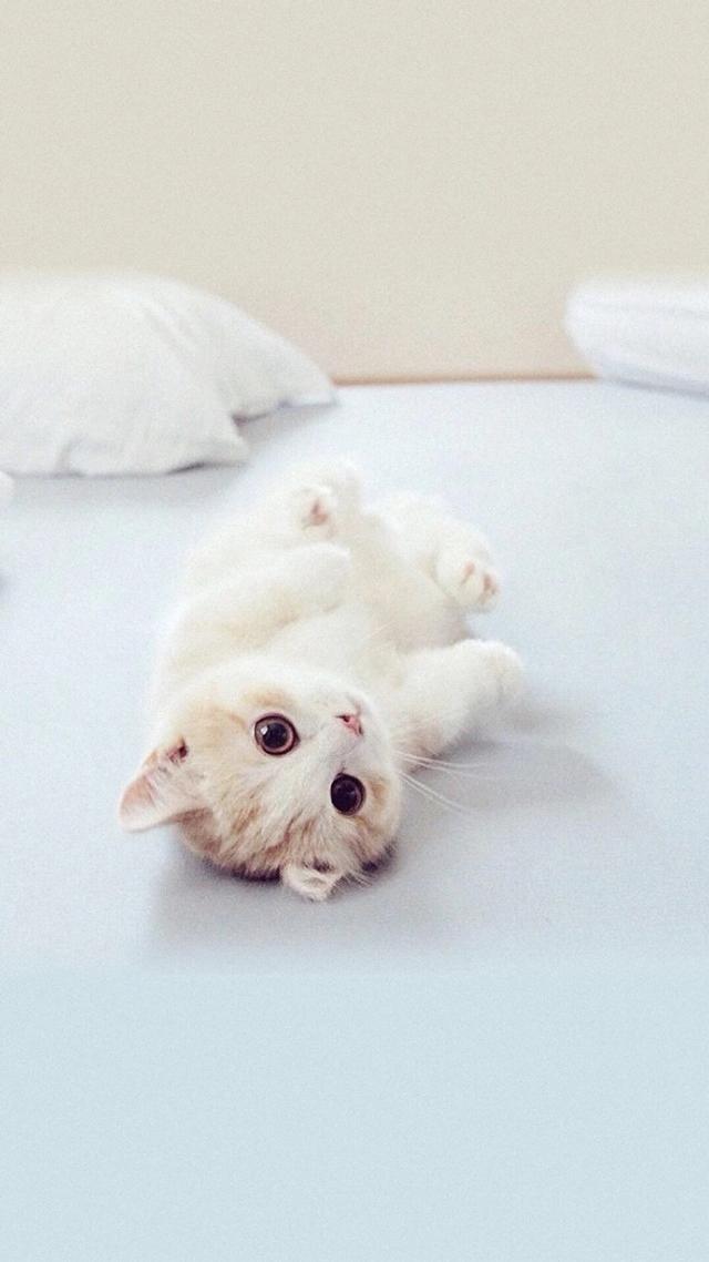 萌宠来袭,萌化少女心,猫咪手机壁纸