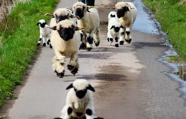 世界最可爱黑鼻羊，长得像动画片黑白分明，脸在哪里?