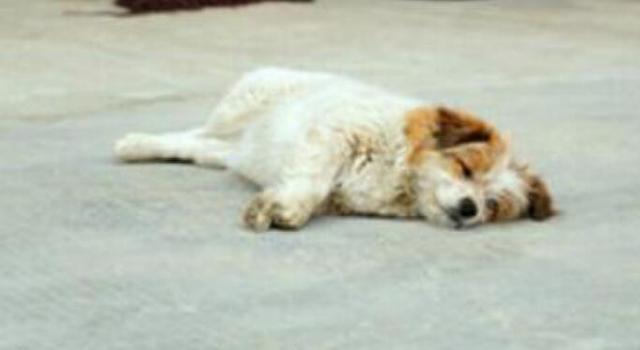 凡事皆可商量,有话好好说,为什么一言不合就摔死狗?