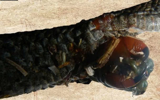 小伙打死毒蛇后却发现它又有了动静，上前一看，顿时不淡定了