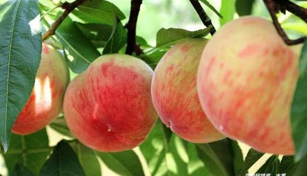 四川水蜜桃:四川地理标志特产水蜜桃大全