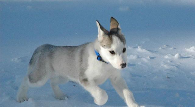 什么中型犬合适家养?十大合适家养的中型狗!有