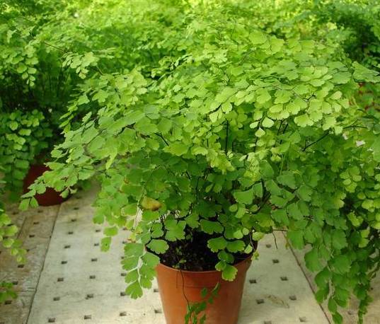 这些室内观叶植物，好处特别的多，你养了吗