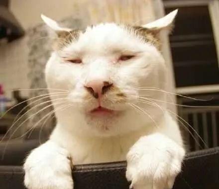 你见过最丑的猫是什么样子?