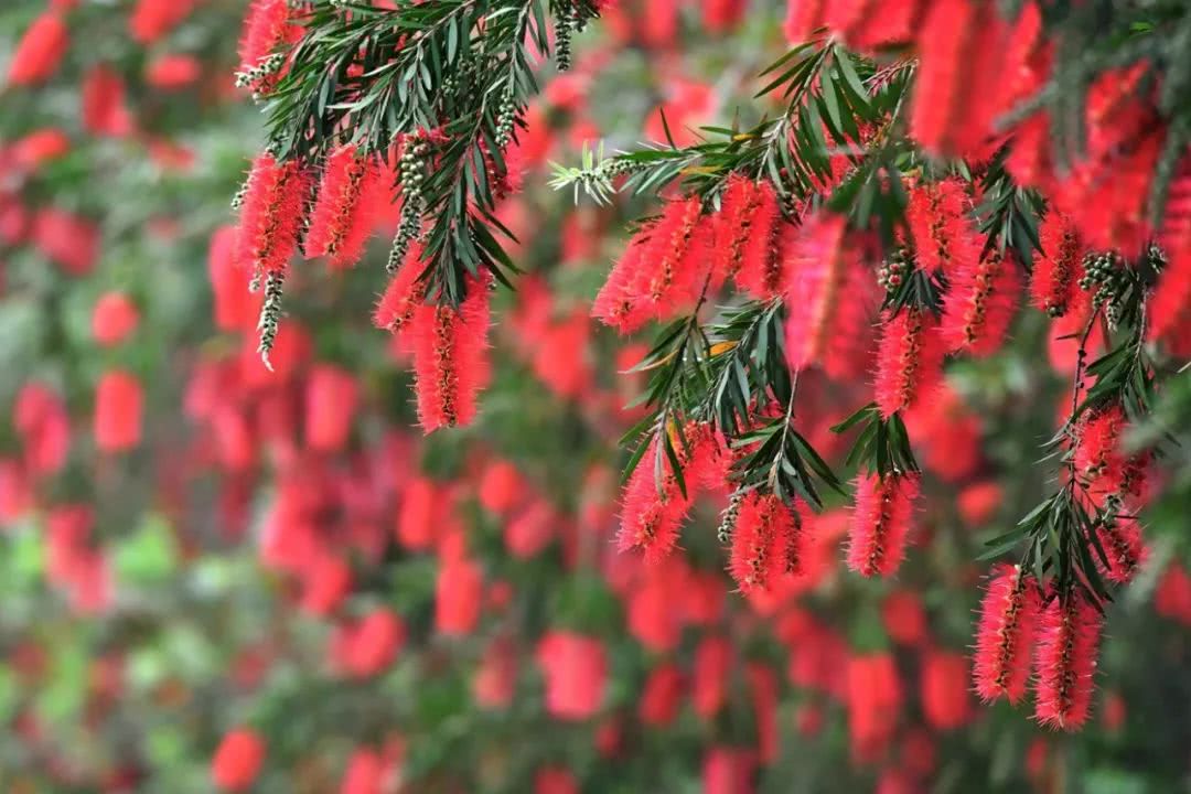 红千层美丽怒放,云浮成了一道火红喜庆景观!