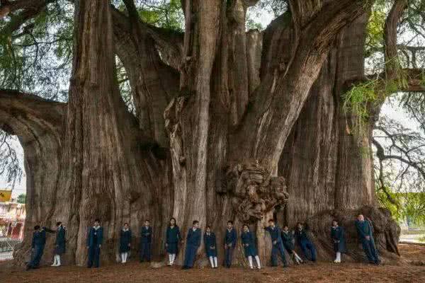 世界上最大的树,高42米,重636吨,树龄2000多岁,至今