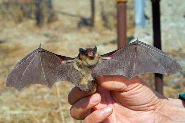 农村房檐常见的蝙蝠,老人都说老鼠吃盐后就变