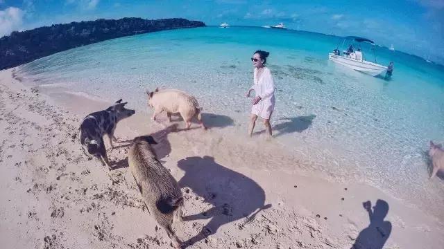 这个小岛被一群猪统治着，但美女来了以后猪却相继死亡