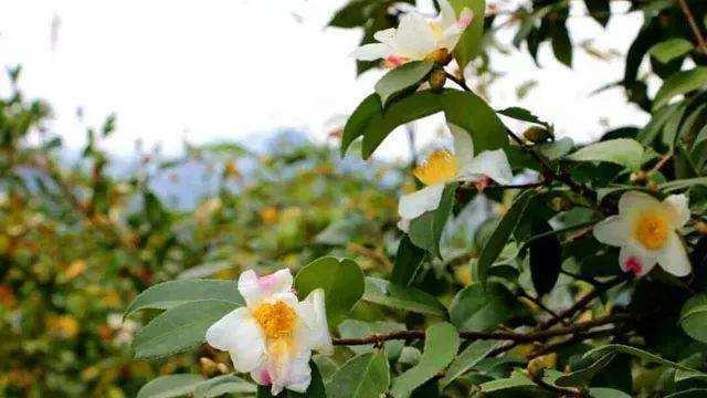 广西最牛的四个县市,柳州、桂林排不上,一个在