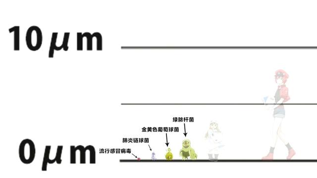 日本网友绘制《工作细胞》登场角色真实大小，巨噬细胞原来这么大