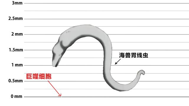 日本网友绘制《工作细胞》登场角色真实大小，巨噬细胞原来这么大