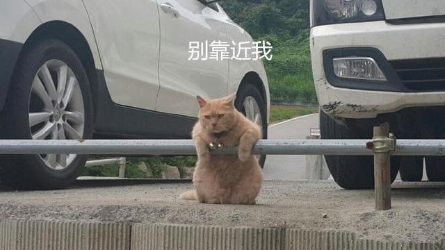 停车场遇壮硕橘猫,眼神十分强悍,仿佛在说:好好停车这片归我管