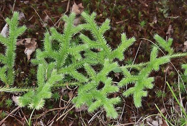 颈椎疼的受不了?伸筋草这么用,7天康复颈椎病
