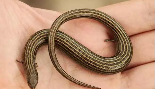 画蛇添足,这种蜥蜴竟然慢慢退化四肢,难道要变