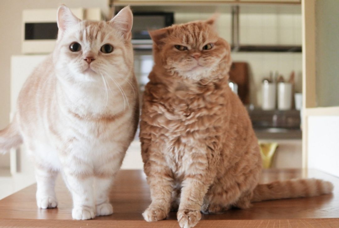 ins上一只常犯困的橘猫,每一个动作都做表情表情包表情恭喜图片图片