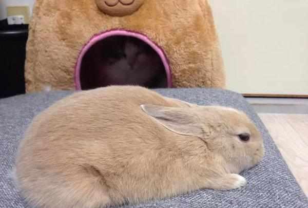 猫咪和兔子能一起养吗?
