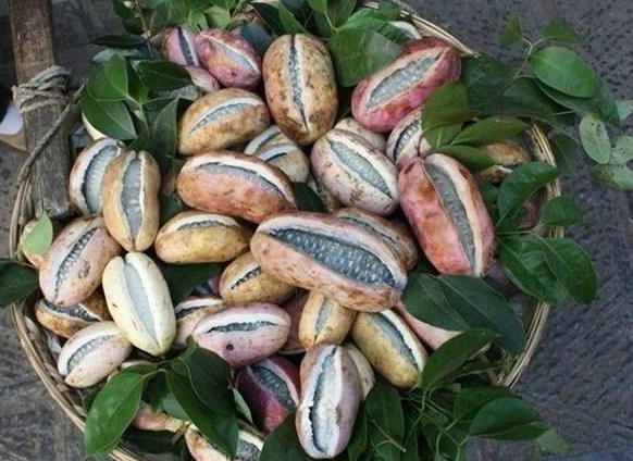 世界上最奇葩的几种水果,图1像鸡蛋,图5可以做