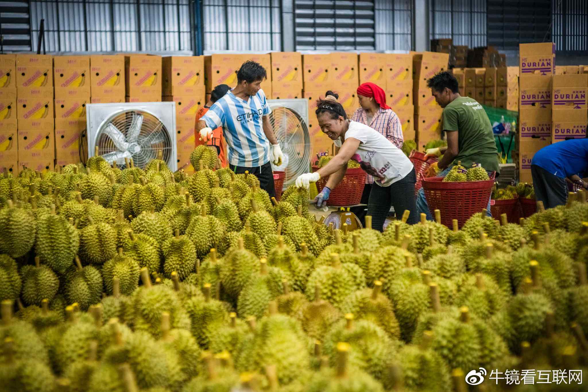 实拍泰国榴莲工厂:3分钟打包一箱,每天发往中国500个集装箱