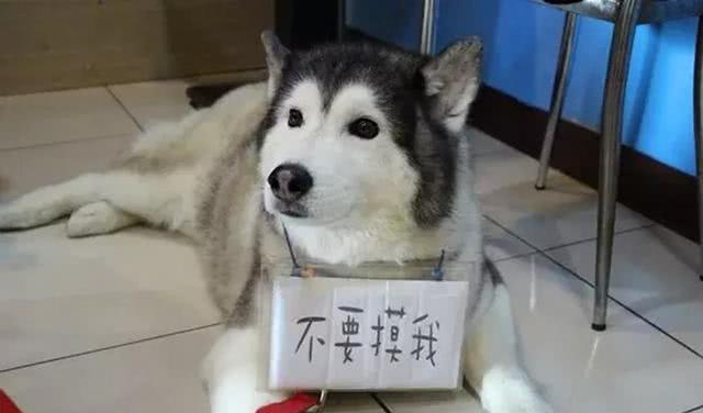 化身狼外婆,五种情况下,无攻击性犬也会伤害人