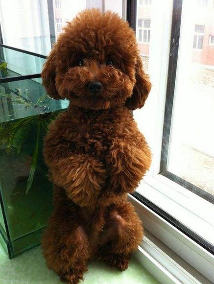 泰迪犬训练的最佳时间,不容错过!