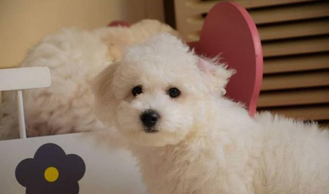 什么宠物狗最好养又听话?世界上最温柔的狗排