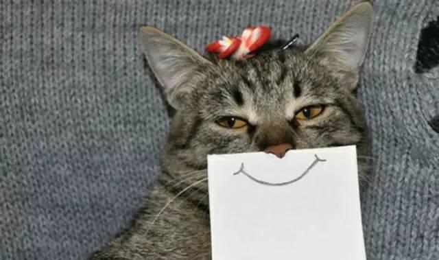 如何判断猫咪的性别?原来不止看蛋蛋这一种方