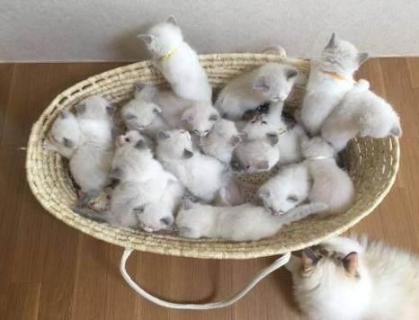 一窝生了18只布偶猫 这是生了一套房子的首付