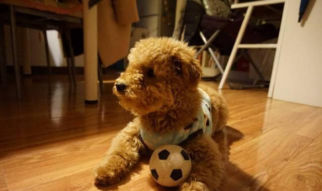 什么宠物狗最好养又听话?世界上最温柔的狗排