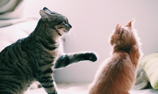 养猫是一件很不卫生的事吗?不!它只会让你越来越爱干净