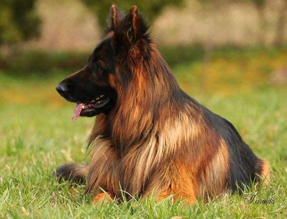 德牧这样训之后，简直就是犬中之王！