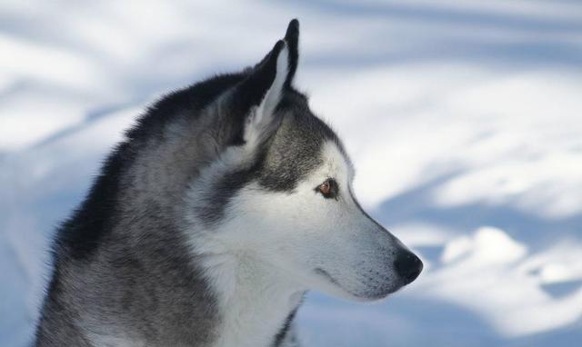 哈士奇为什么会狼叫?哈士奇:别惹我,我真的是