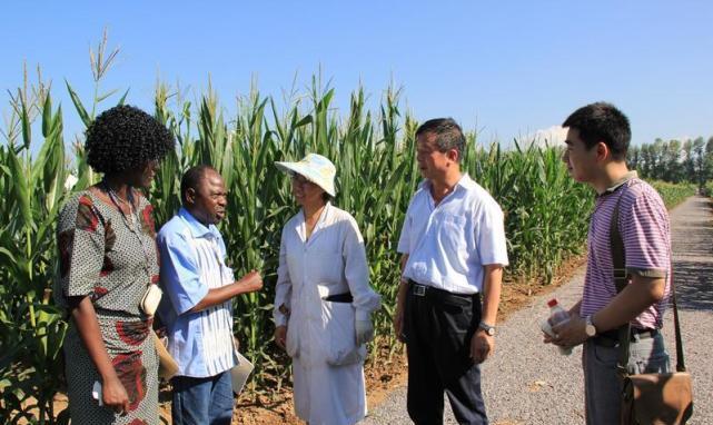 非洲种不出东西? 当地人被打脸, 中国人在非洲播种玉米并且大丰收